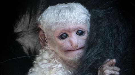 Cincinnati Zoo names new black & white baby colobus monkey