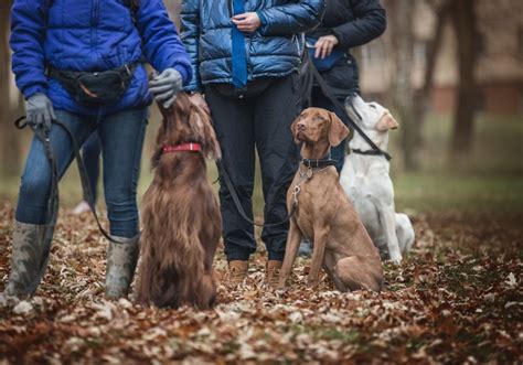 How to teach your dog obedience training at home?