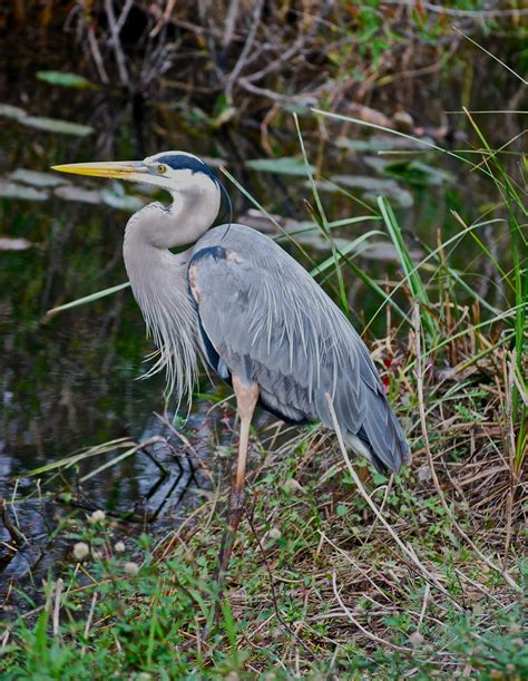 Pictures Of Animals Of The Everglades | Pictures of Nnature