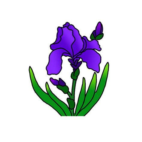 View 26 Iris Flower Drawing For Kids - aboutfunnycolor