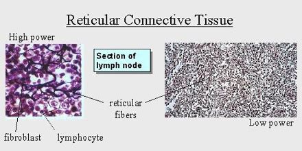 Reticular Connective Tissue - Assignment Point