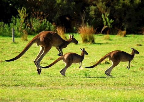 Australia: in search of kangaroos | Audley Travel CA