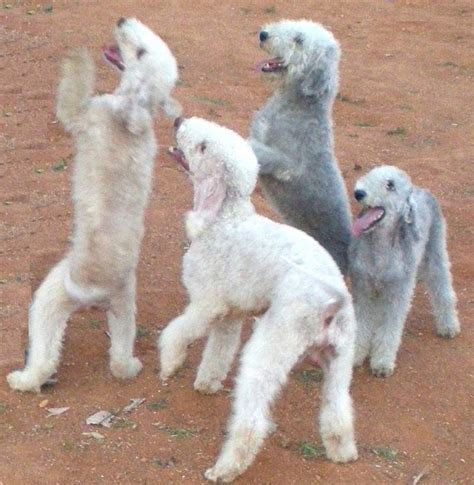 Bedlington Terrier - Gypsy dog - Dog Breed Info, Images, Videos, FAQs