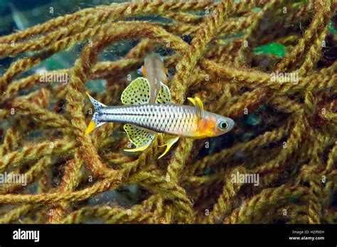 Breeding of Pseudomugil gertrudae Aru on spawning mops Stock Photo - Alamy