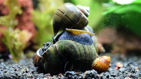 Freshwater Snails: Types Of Aquarium Snails Available In Stores