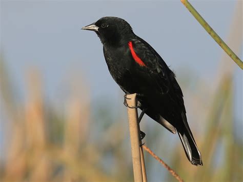 Red-winged Blackbird - eBird