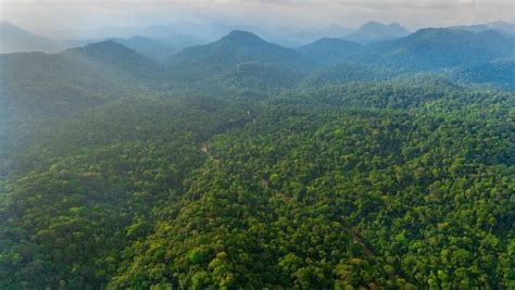 Norway pays Gabon $17m for forest protection despite deforestation spike