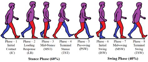 [DIAGRAM] Running Gait Phases Diagram - MYDIAGRAM.ONLINE