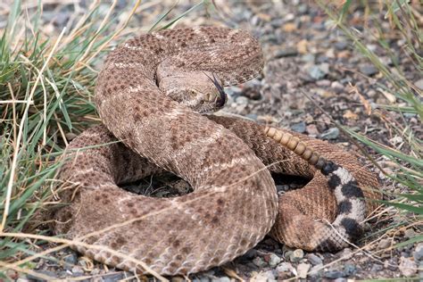 Rattlesnakes out and about: how to avoid them | Goldentranscript.net