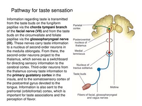 Sensory Receptors - online presentation