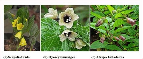 Plants containing Tropane Alkaloids. | Download Scientific Diagram