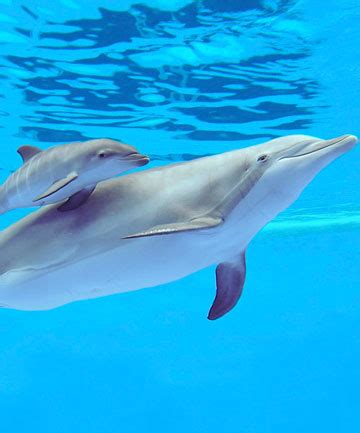 Sad news: Cute baby dolphin dies | Stuff.co.nz