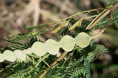 Vachellia nilotica