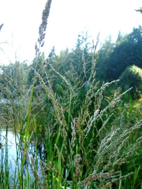 Reed sweetgrass identification and control: Glyceria maxima - King County