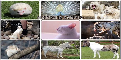 Albinism In Animals - The Eco Advocate