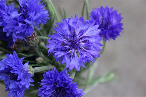 Cornflower | Stevens and Son Wholesale Florist