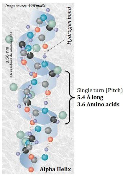 Alpha Helix Secondary Structure