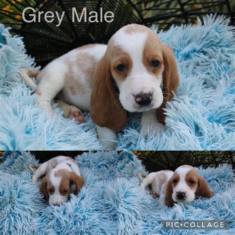 Basset Hound Puppies - Basset Hound Breeders and Information