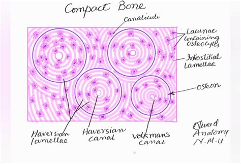 Histology Slides Database: Spongy Bone High Resolution, 41% OFF