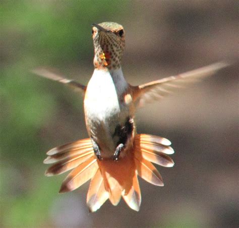 Hummingbird Images