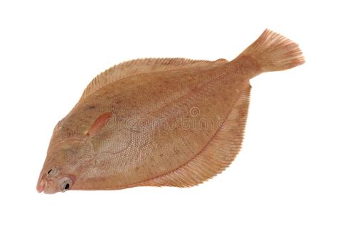 Dab Fish stock image. Image of flattie, background, creature - 34249577