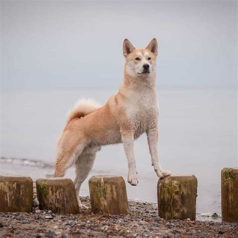 Shiba Inu Husky Mix: Your Best Guide To An Adorable Hybrid