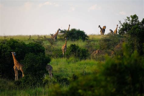 Tanzania Luxury Safari Tours| Best Luxury Lodge Safari 2021