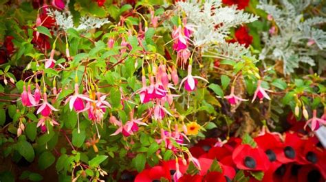 How to Revive a Fuchsia Plant - Methods Pro Gardeners Use