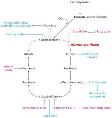 Sandwalk: The evolution of citrate synthase