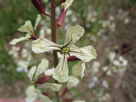 How to Grow Arugula by Caren White | Dengarden