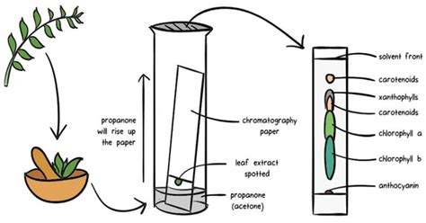 Chromatography: Principle, Types, Uses, Diagram