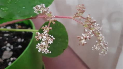 Pilea Peperomioides ( Chinese Money Plant ) Blooming - YouTube