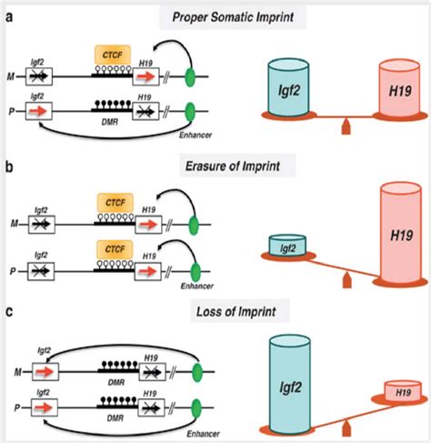 Regulation of expression pattern in the imprinted genes Igf-2 and H19 ...