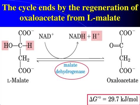 What is the function of oxaloacetate in the citric acid cycle? - Opera Residences