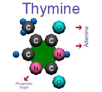 About Mutation: Thymine