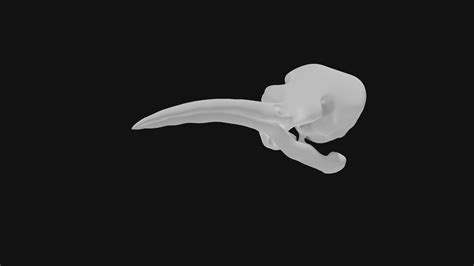 Hummingbird skull 3D model | CGTrader