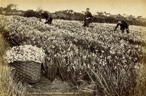 Daffodil Picking Scilly Isles c.1900 courtesy of the Garden Museum | Garden history, Isles of ...