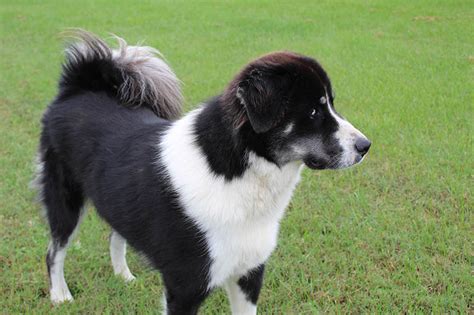 Black Great Pyrenees: Facts, Origin & History (With Pictures) | Hepper