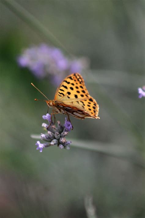 Lavender Butterfly Pollination - Free photo on Pixabay