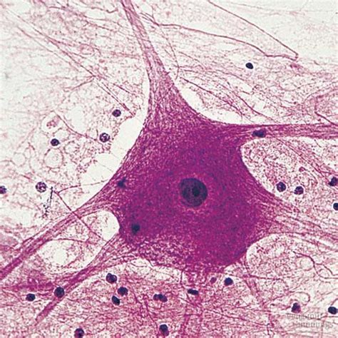 Nerve cell, Microscopic photography, Medical illustration