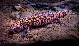 Diabetes drug from Gila monster venom