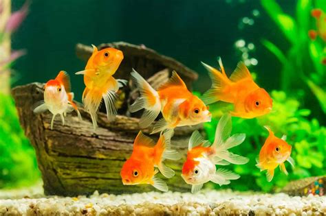 What Do Goldfish Eat? Complete Guide to Feeding Your Pet Goldfish | Fishkeeping World