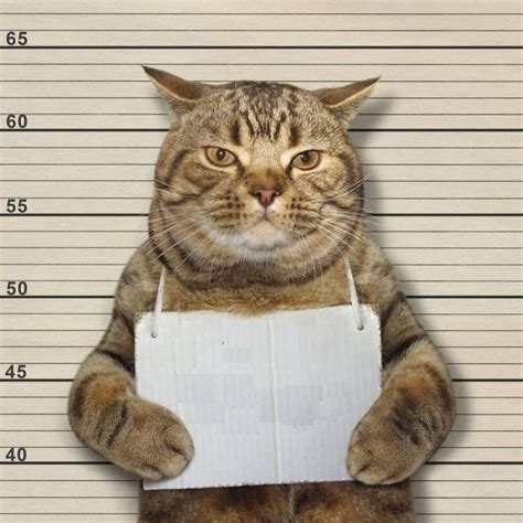 GUILTY CAT MUG SHOT BLANK Blank Template - Imgflip