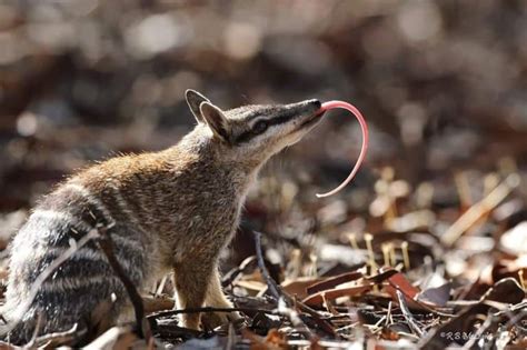 10 Cute Numbat Facts - Fact Animal