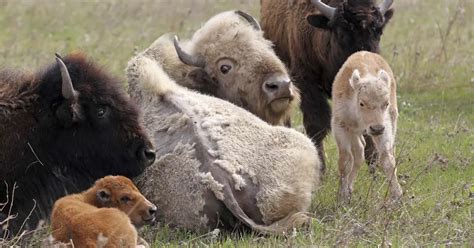 Birth of rare white bison - a blessing for Dakota Nation