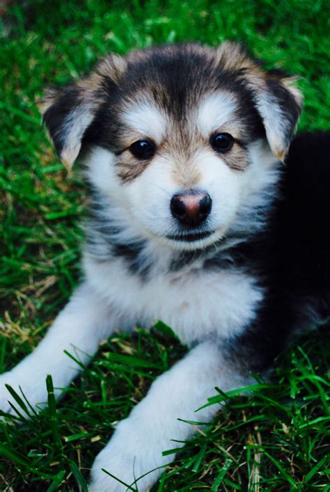 Baby German Shepherd Husky Mix with Images • ShepskyMix