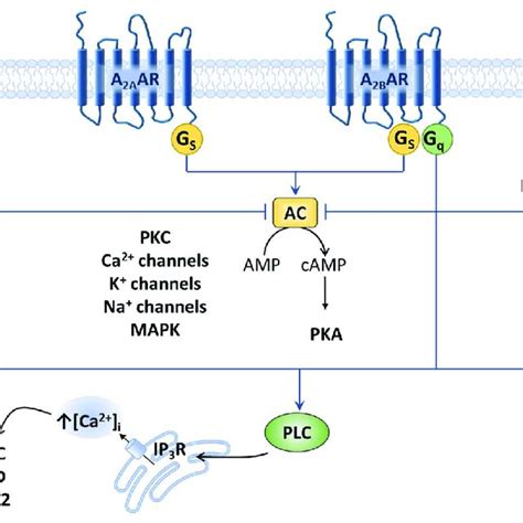 Adenosine receptors and their main signaling pathways. Schematic ...