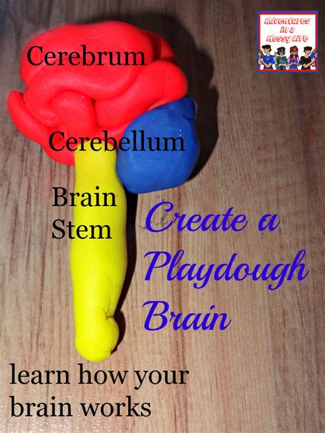 How to make a playdough brain model