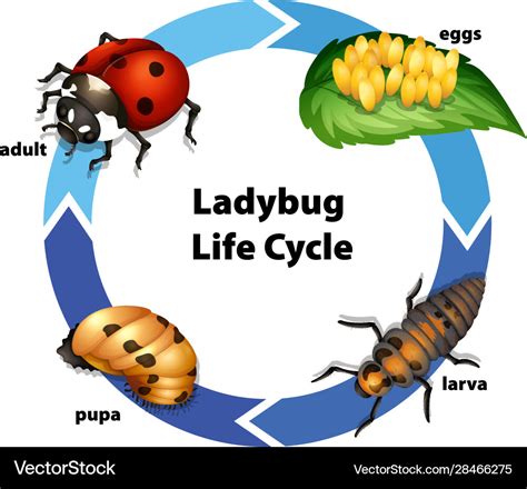 Life Cycle Of Ladybug Sequence Of Stages Of Development Of Ladybug | My ...