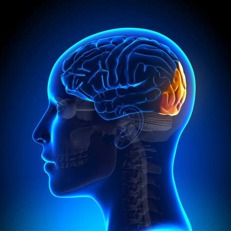 Las funciones del lóbulo occipital. | Brain anatomy, Anatomy, Brain